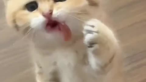 cute cat fight for food funny video