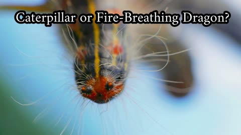 Is this a Caterpillar or a Fire-Breathing Dragon?
