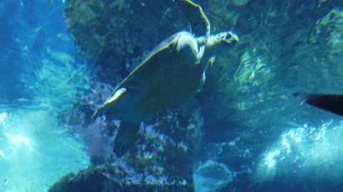 Large Sea Turtle Swimming With A SHARK In Aquarium