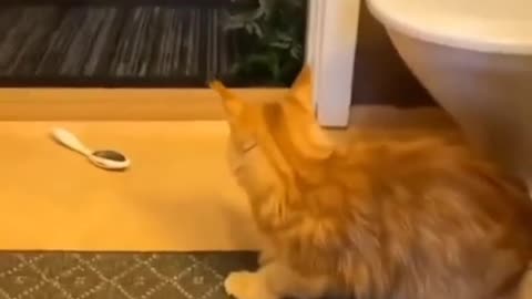 Funniest cat 🐈 and dog 🐕 video 2024 part 2 😂😅😂🤣