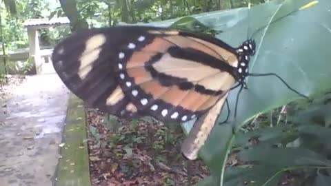 Linda borboleta é vista em uma folha no jardim botânico [Nature & Animals]