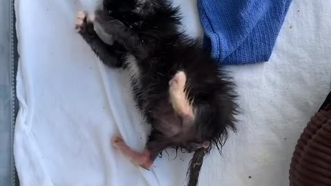 Litter Of Kittens Found Crying In Trash Bag | The Dodo Little But Fierce