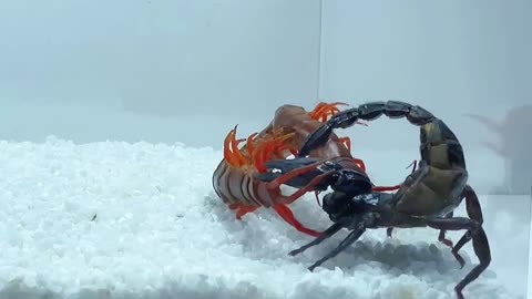 巨型蜈蚣vs蝎子_史诗级战斗_Giant_centipede_vs_scorpion,Epic_battle,Centipedes_prey_on_Heterometrus_spinifer(1080p60)