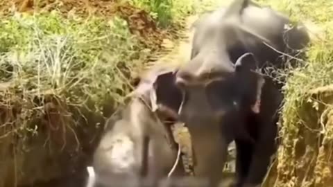 Elephant is seeking help to save his wife and childs life