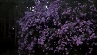 Lilacs