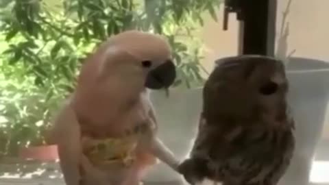 parrot picks up owl feathers