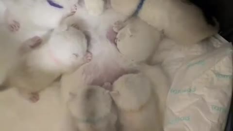 Mom cat breastfeeding her six newborn babies