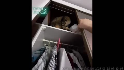 Tommy the cat won't leave the wardrobe !