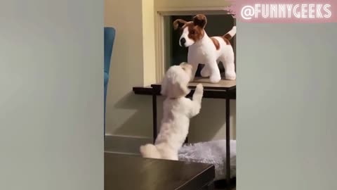 Funniest dog videos - funny animals - you wont stop laughing 2022