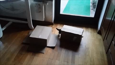 Funny, moving box with cute kittens playing