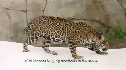 Jaguars enjoy snow day at zoo