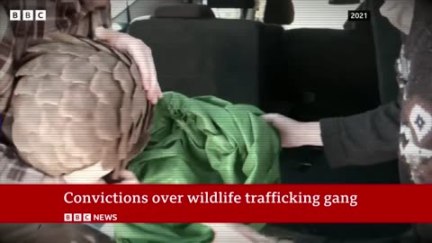 'Top' pangolin traffickers caught by undercover sting operation - BBC News