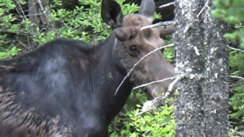 Bull Moose