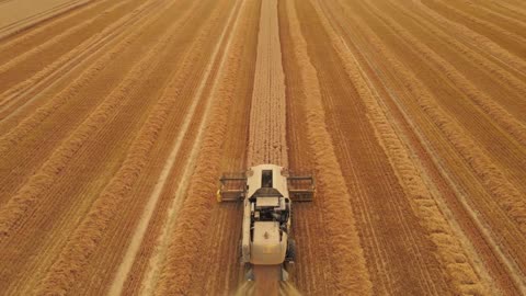 Oat Harvest