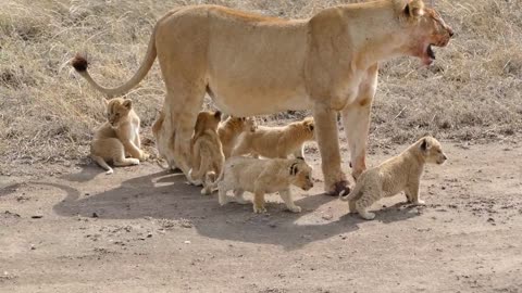 When Lion Cub Looks For Its Mother