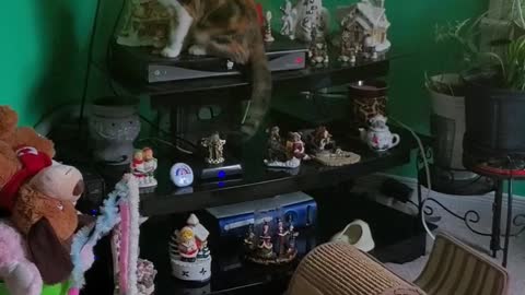 Cat Attacks TV After Seeing Mice