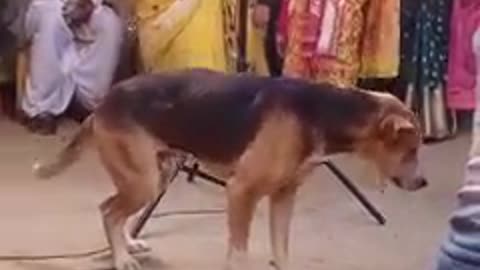 Dogs funny videos