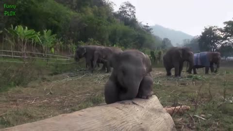 Most Funny and Cute Baby Elephant Videos Compilation