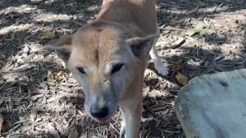 Oh just Snoot Booping