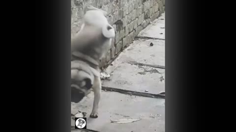 Funny Pug Moments 😂