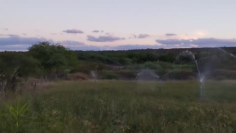 Irrigando pasto com canhão da agropolo