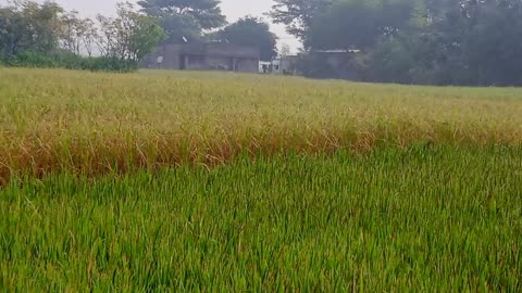 Paddy field