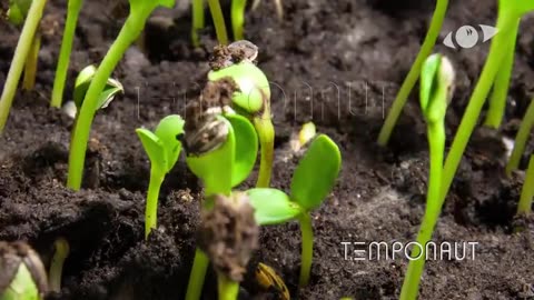 Sunflower Seeds Germination and Growth Time Lapse