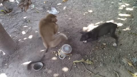 Dog and monkey real fight