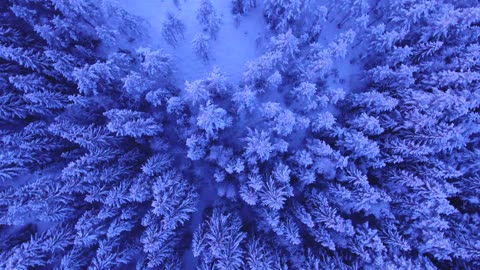 Snowy Trees Above Winter