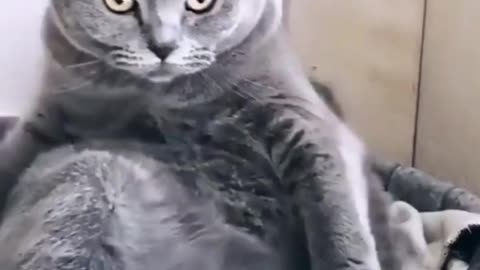 Funny and Cute Cats Video #156