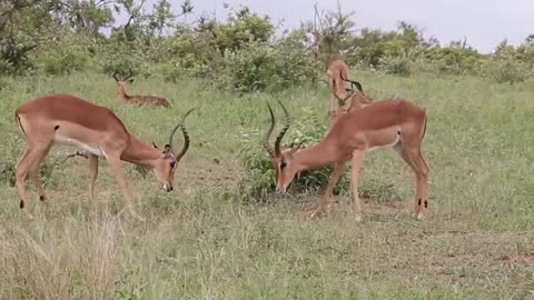 Impala rams fighting animals video