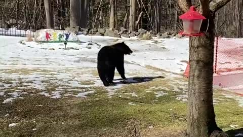 Woman Scares Black Bear off Bird Feeder in Backyard