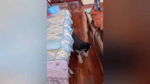 New Funny Animal 😂 Funny Cats and Dogs