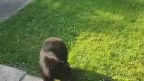 Cat Sees Bear For the First Time