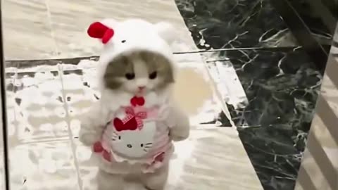 Cute cat in angry mood