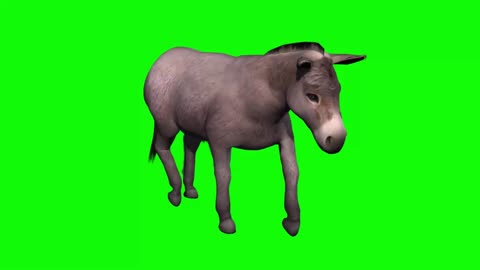 video keying small donkey animal walking composite