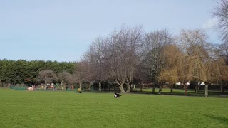 Bernese Mountain Dog puppy chasing birds