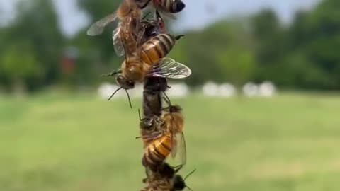 Bees work together to make the world better!