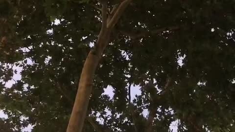 straight tree trunk covered with leaves