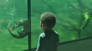 Friendly otter plays with little boy at the aquarium
