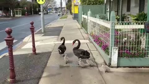 Law-Abiding Family of Swans Cross Road at Pedestrian Crossing