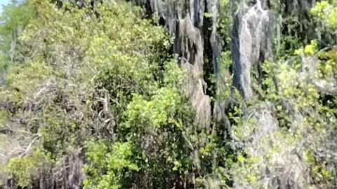 Suwannee Canal