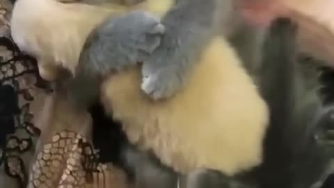 Funny animal video