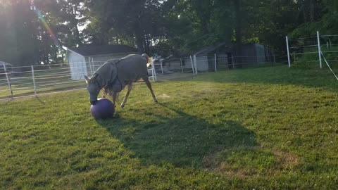 Horse ball