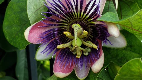 Blue Crown Passionflower