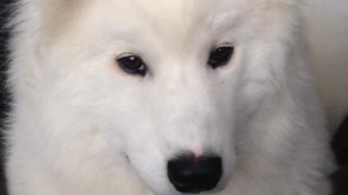Samoyed puppy has cutest case of the hiccups