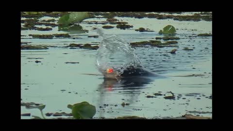 WOW !!! FISHING SNAKEHEAD THAILAND