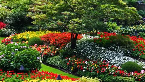 Beautiful Flower Garden in Canada, The Butchart Gardens-6