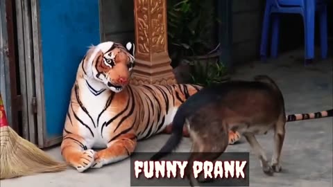 Real Animal Prank videos Funny frank dog vs fake tiger