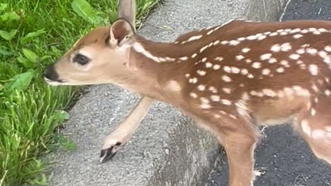 Helping A Baby Deer Cross The Road